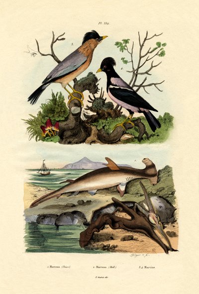 Tubarão-martelo, 1833-39 de French School